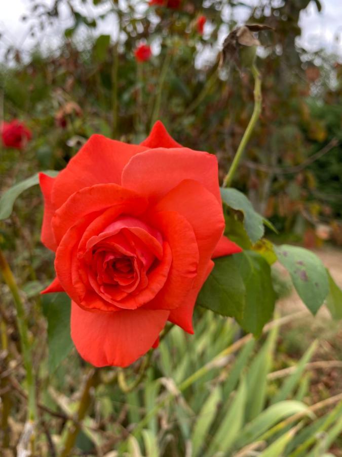 Au chalet Fleuri Ablon Eksteriør billede
